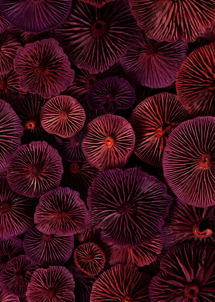 Amethyst-deceiver-wild-mushroom-abstract-foraging
