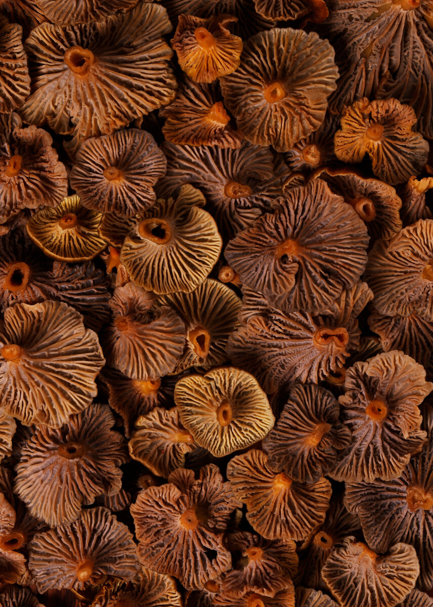 fotograia-fotograf-jedla-london-bratislava-winter-chanterelle-wild-mushroom-foraging